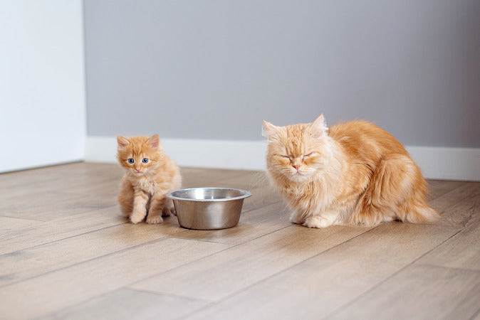 The Best Cat Foods for Indoor Cats' Health - A Comprehensive Guide with Top Brand Recommendations